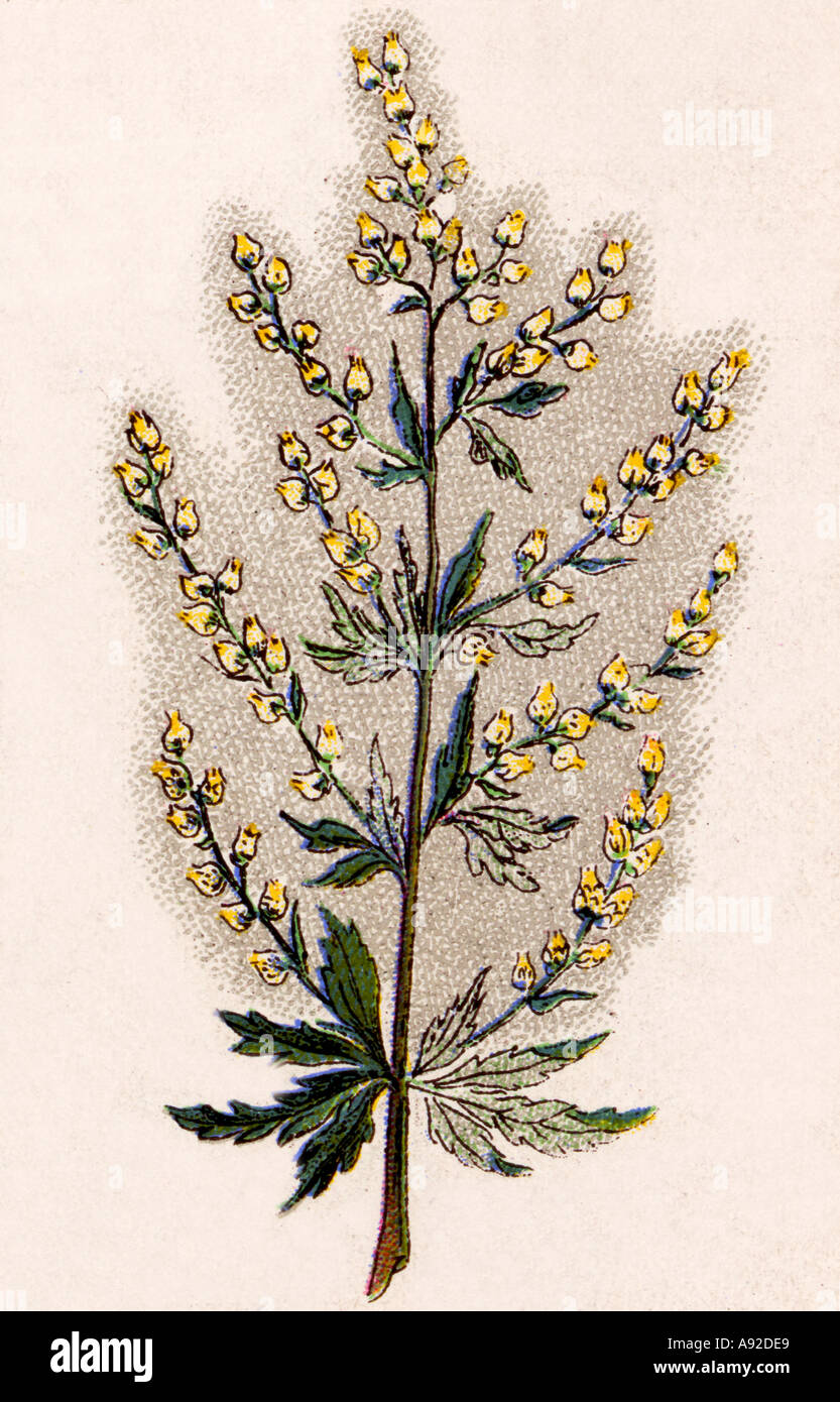 Heilpflanze Beifuss Geschichtsbild Stockfoto