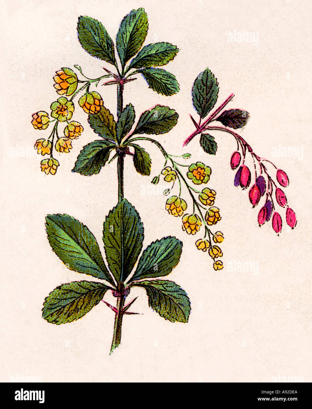Heilpflanze Berberitze Geschichtsbild Stockfoto