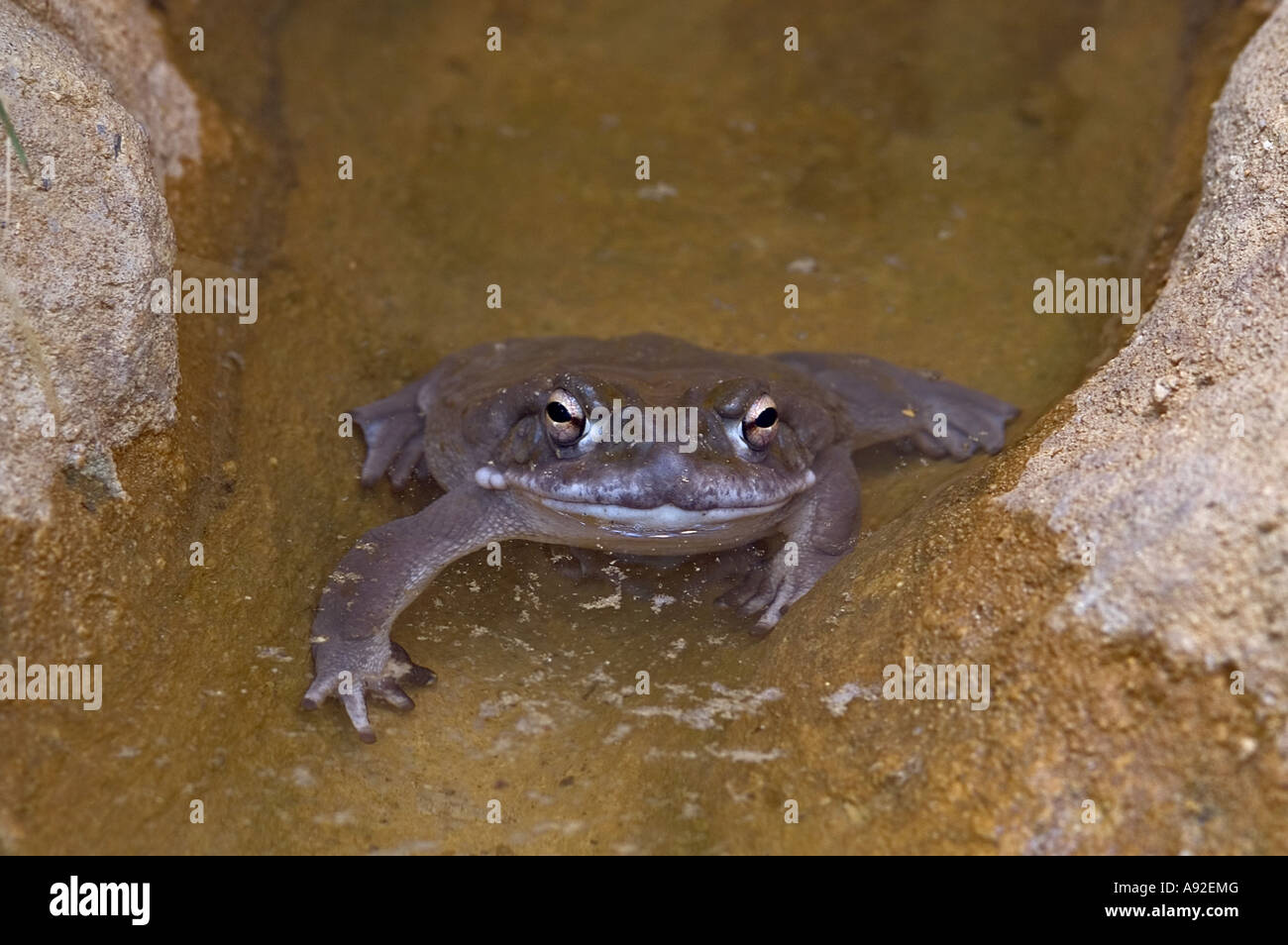 Sonoran Wüste Kröte (Bufo Alvarius), Stockfoto