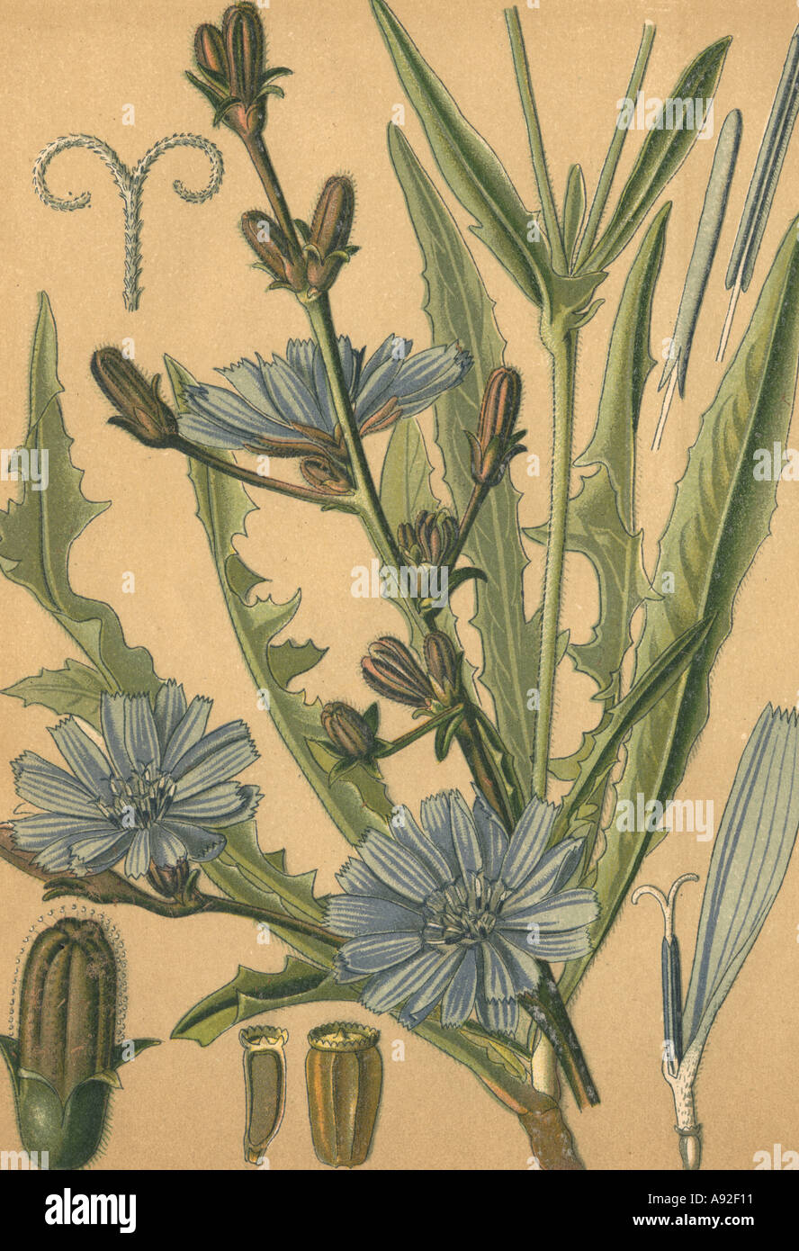 Heilpflanze Wegwarte Geschichtsbild Stockfoto