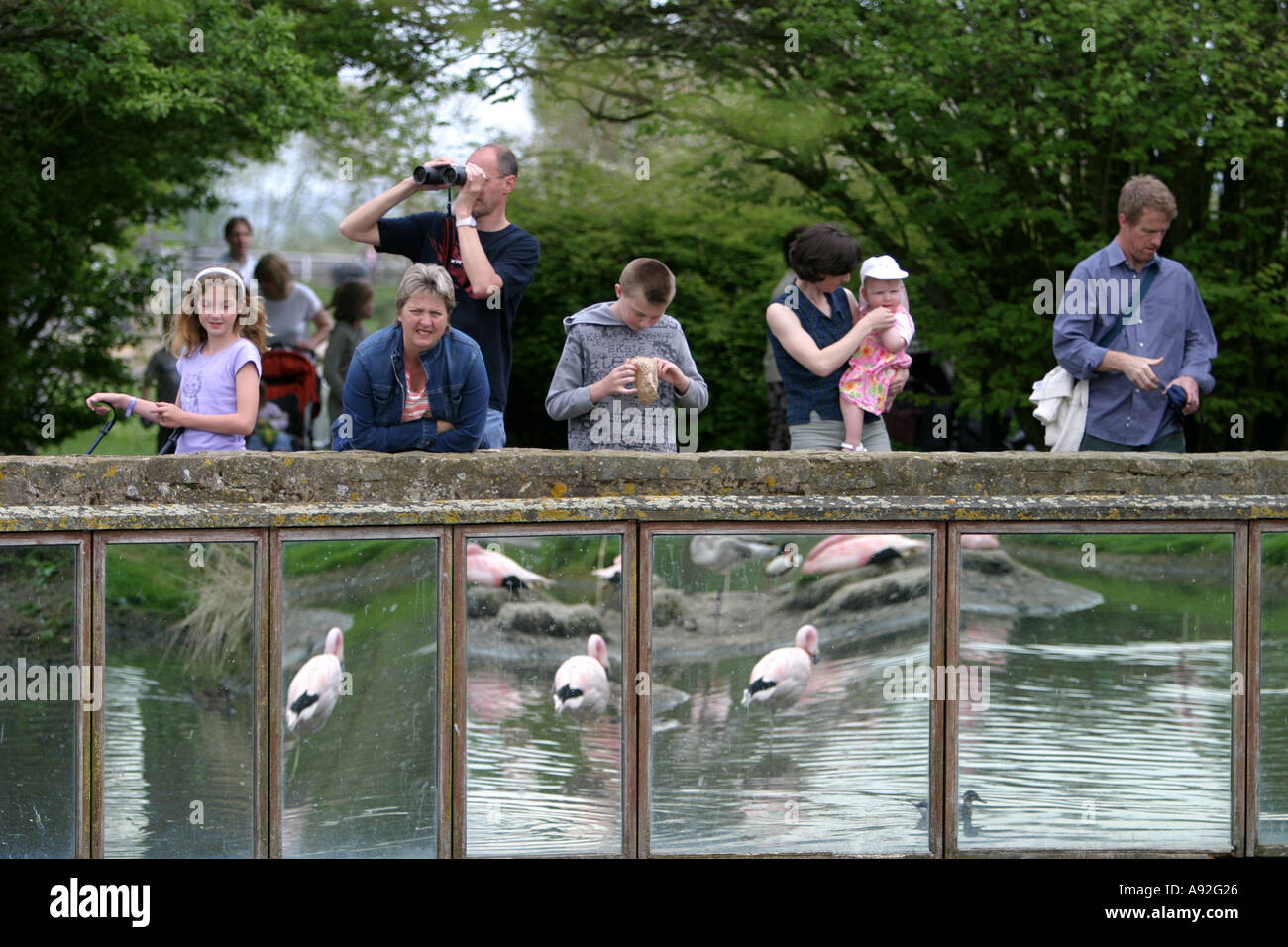 Besucher und Flamingos spiegelt sich in große Spiegel entwickelt, um Herde Umgebung simulieren Stockfoto