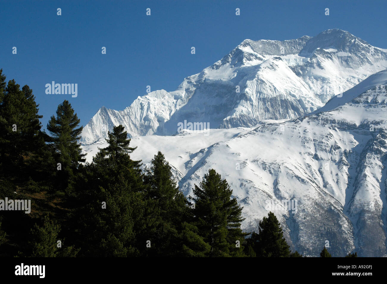 Kiefernwald als Silhouette gegen den Eis-capped massiv des Annapurna II in der Nähe von Ngawal Annapurna Region Nepal Stockfoto