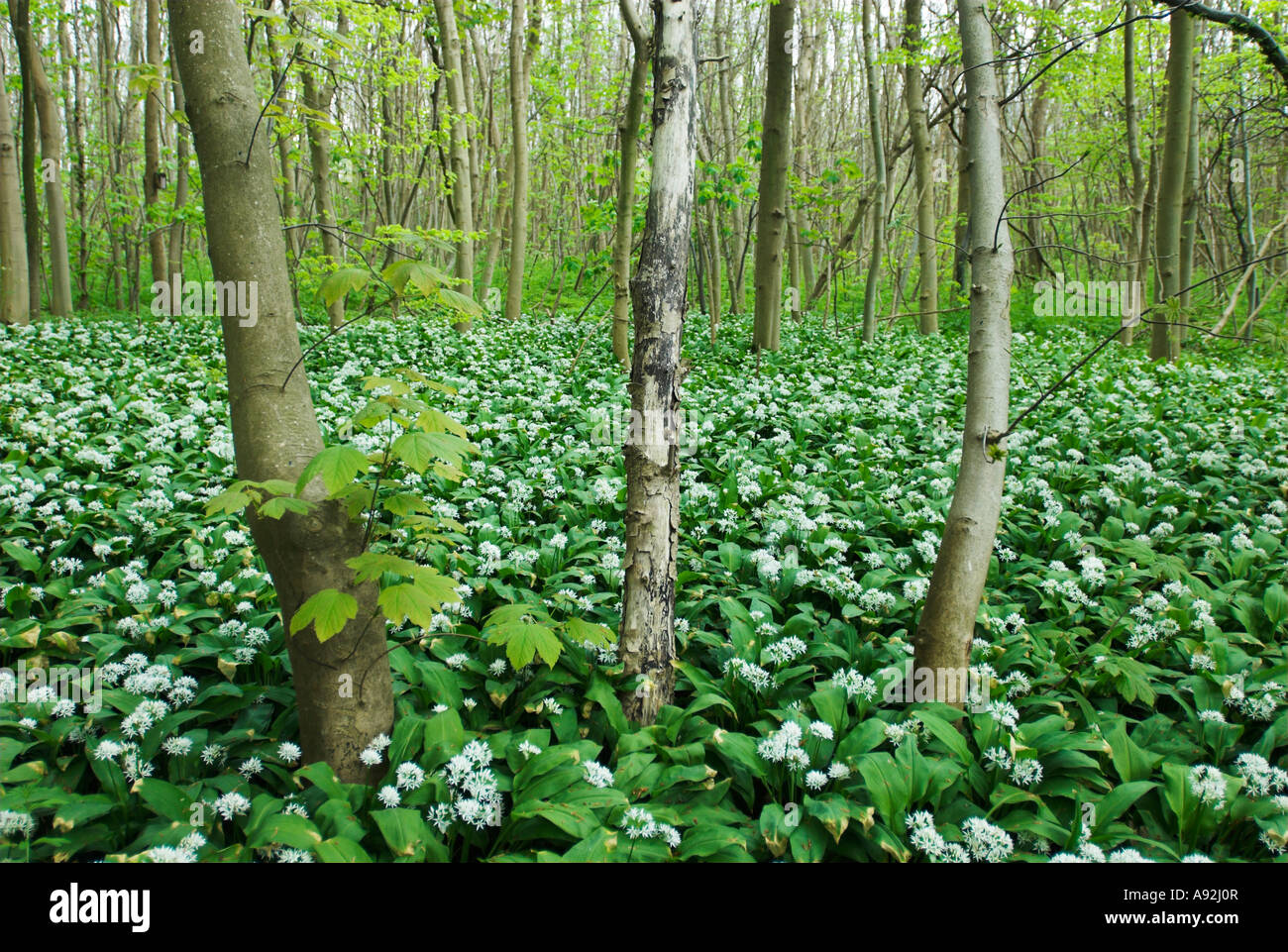 Holz Knoblauch in voller Blüte auf der Greifswalder Oie Insel, Insel Usedom, Mecklenburg Western Pomerania, Deutschland, Europa Stockfoto