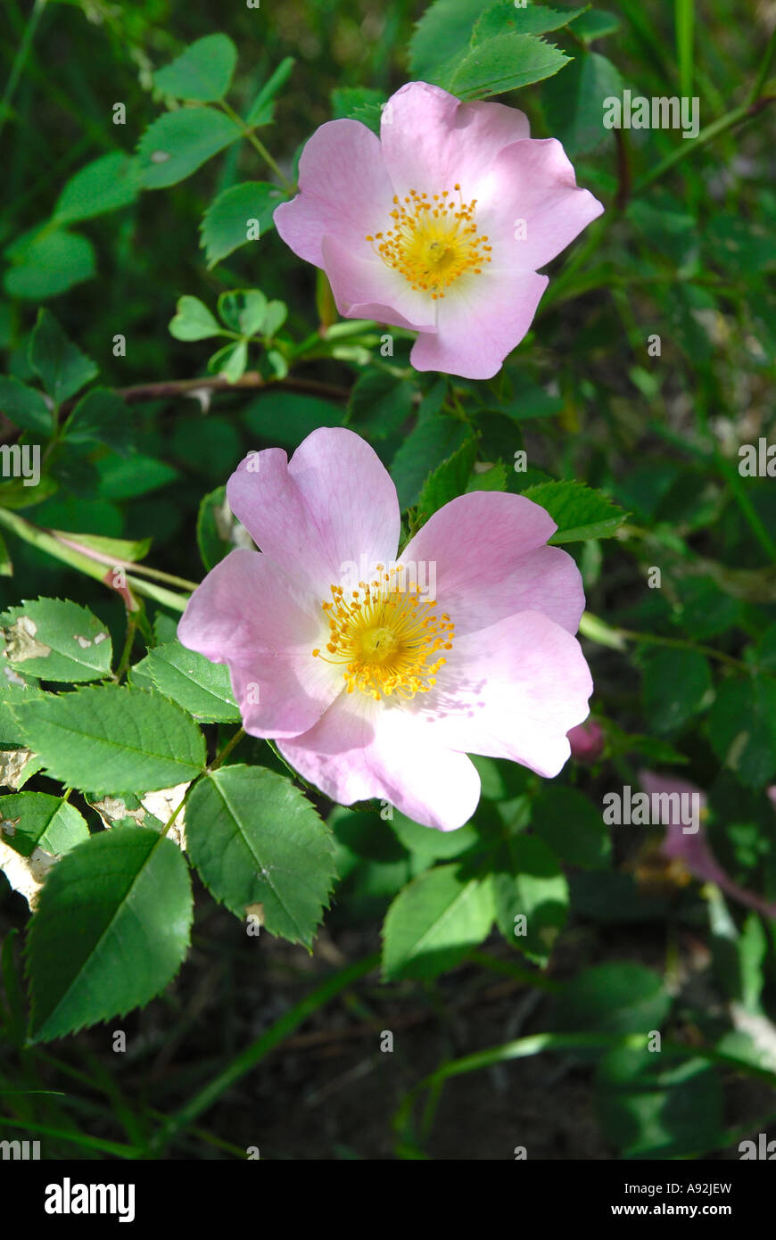 Blume wächst endemisch Wildrose, Rosa Canescens, Rosengewächse, gefüllt mit Pollen Blätter Stockfoto