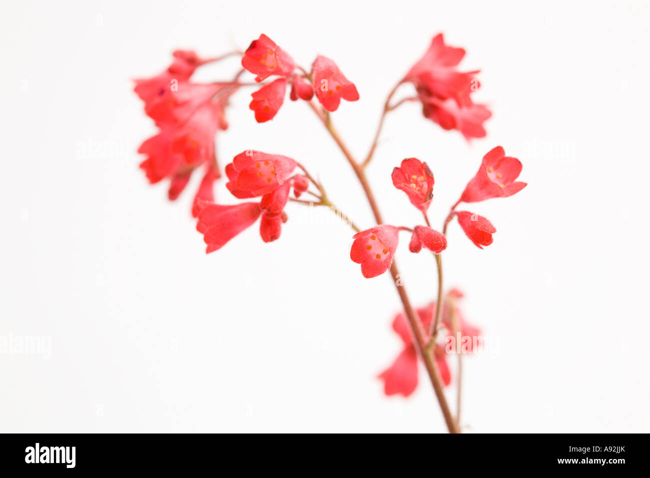 Purpurglöckchen (Heuchera) Stockfoto