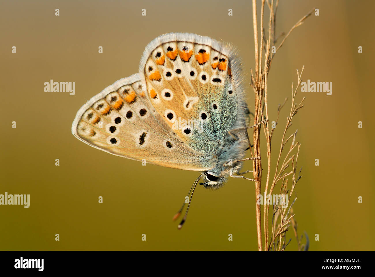 Adonis blau (Lysandra Bellargus) Stockfoto