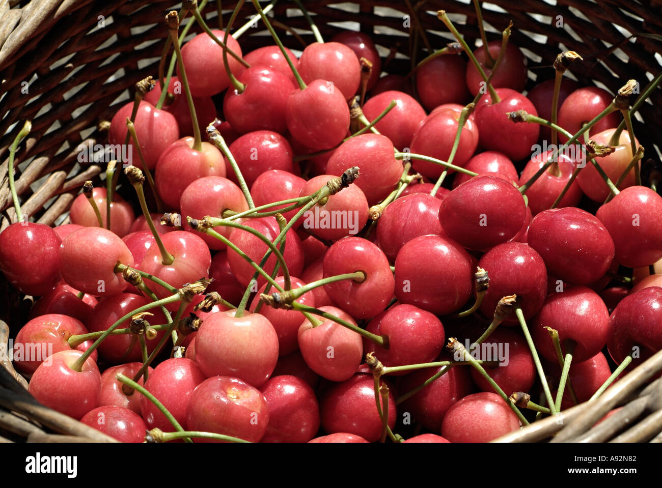 Korb mit frisch gepflückten Kirschen, Nahaufnahme. Stockfoto