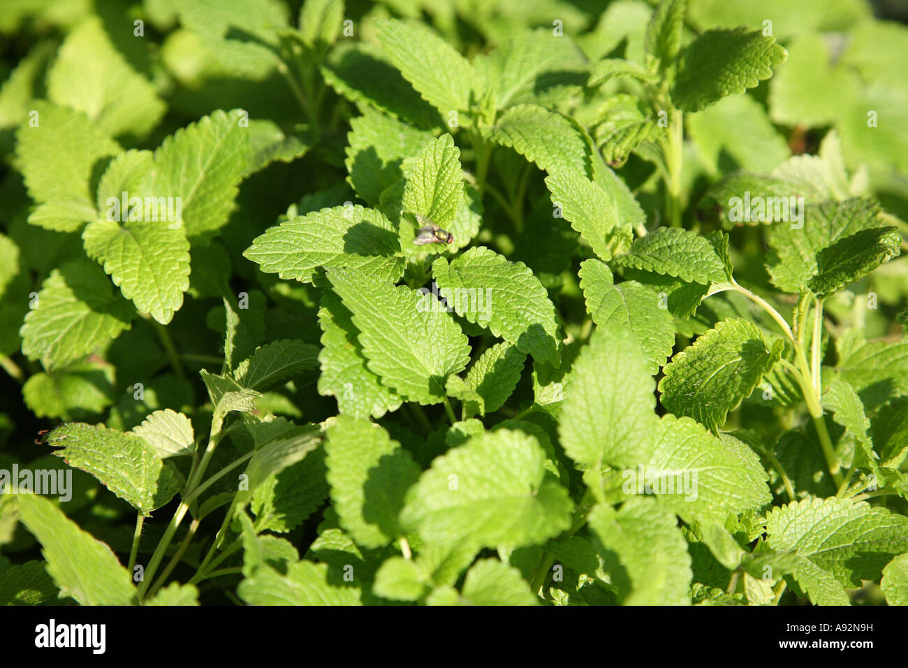 Zitronenmelisse (Melissa Officinalis) Stockfoto