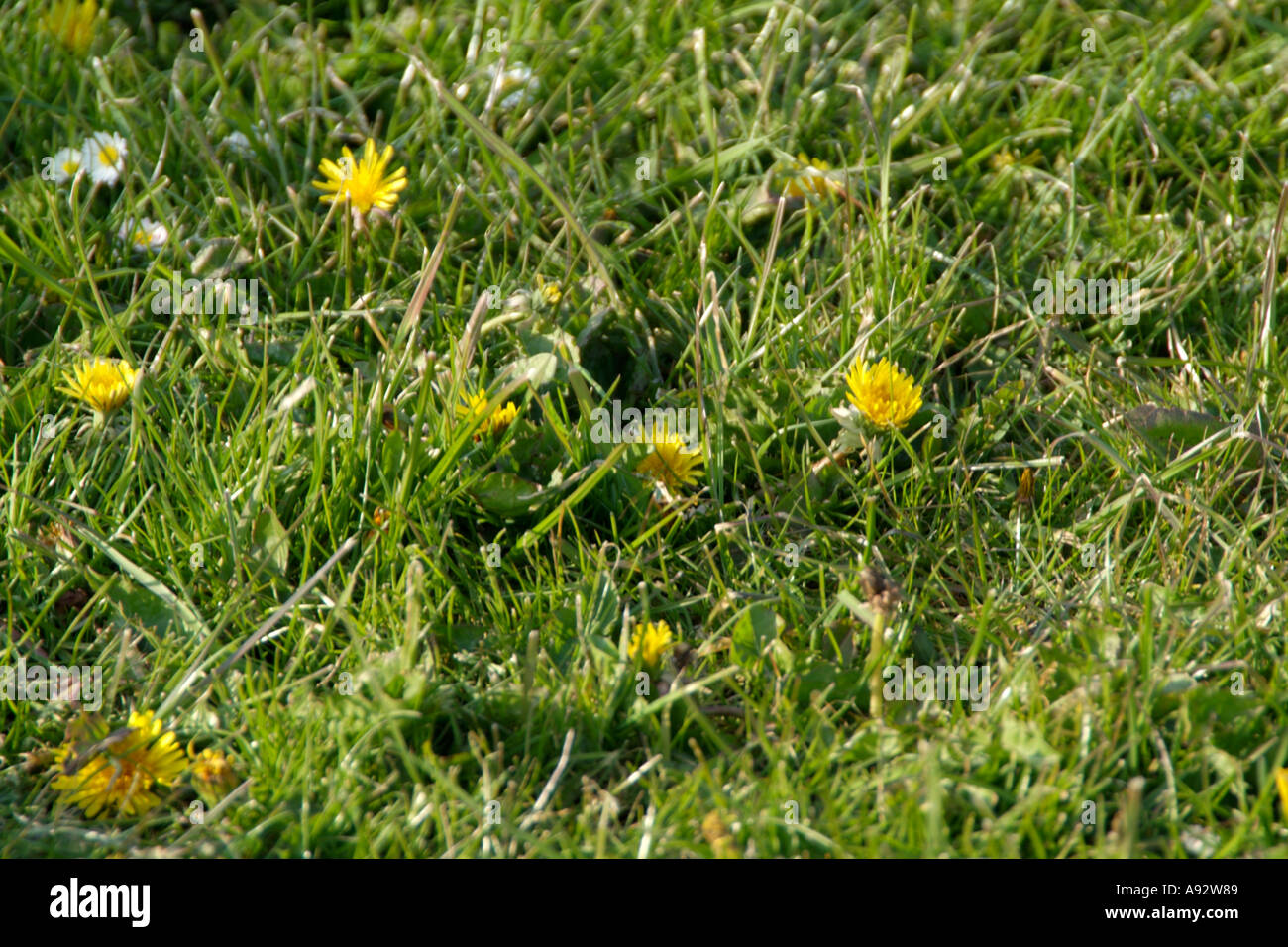Löwenzahn Unkraut Unkraut Rasen Rasen Unkrautvernichter Park gelbe Blume  Pest geschnitten Stockfotografie - Alamy
