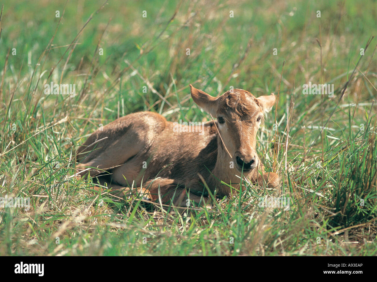 Coke s Kuhantilopen Baby Gras versteckt, während Mutter in Masai Mara National Reserve Kenya Ferne streift Stockfoto