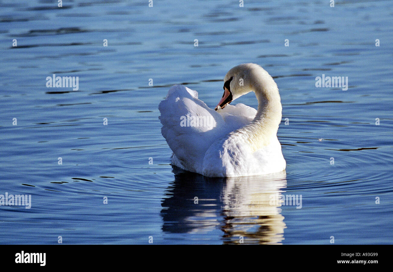 Cygnus Olor Höckerschwan Stockfoto