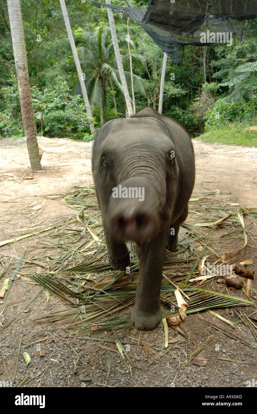 BILD DAN KENNEDY EINE WEIBLICHE ELEFANTENBABY AM NAMUANG WASSERFALL AUF DER THAILÄNDISCHEN INSEL KOH SAMUI THAILAND Stockfoto