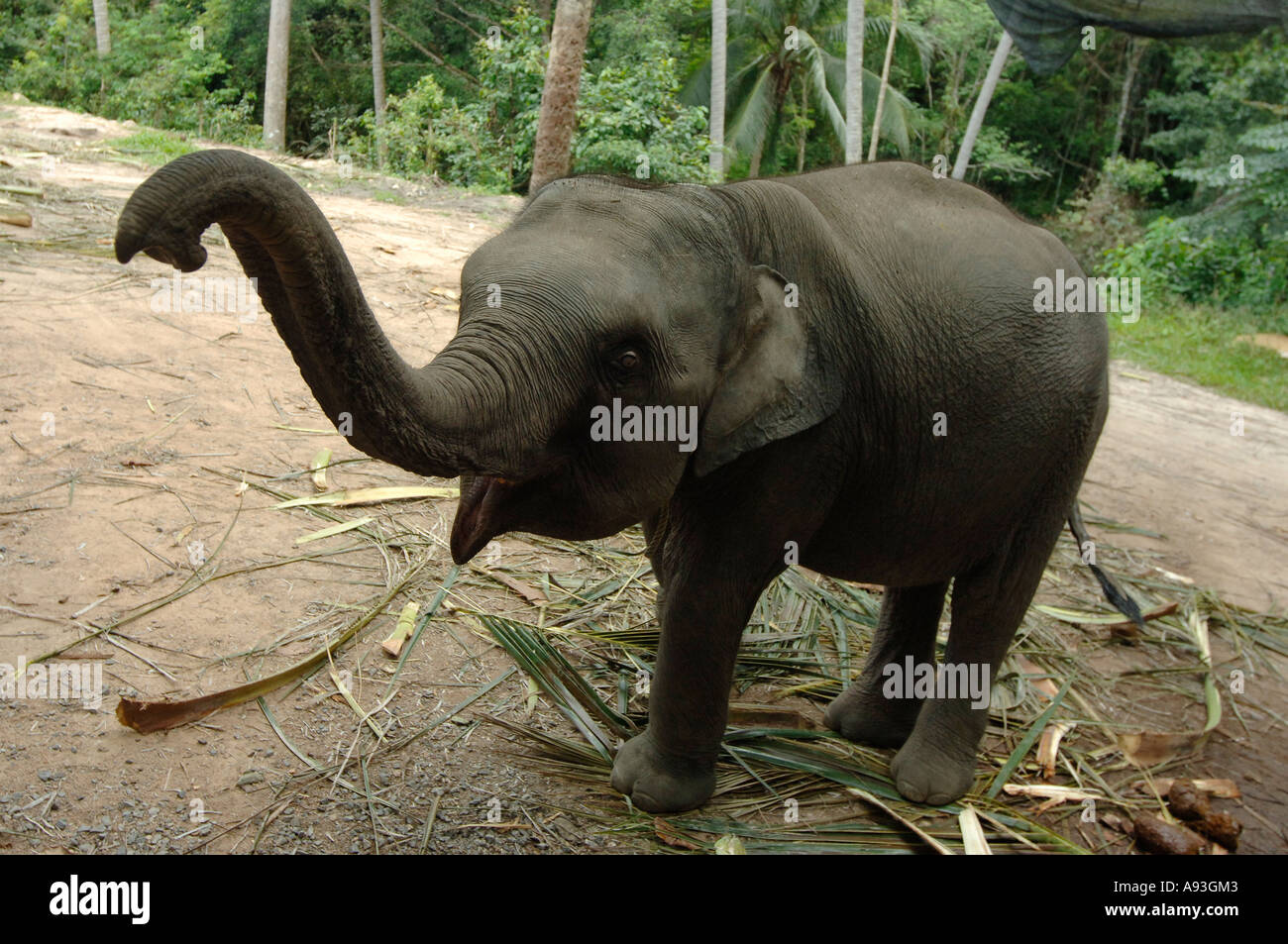 BILD DAN KENNEDY EINE WEIBLICHE ELEFANTENBABY AM NAMUANG WASSERFALL AUF DER THAILÄNDISCHEN INSEL KOH SAMUI THAILAND Stockfoto