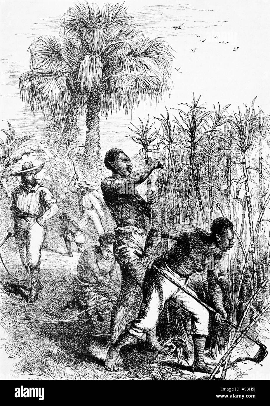 Zucker-Plantage Sklaven 1858 Gravur von Sklaven in den British West Indies Zuckerrohr Stockfoto