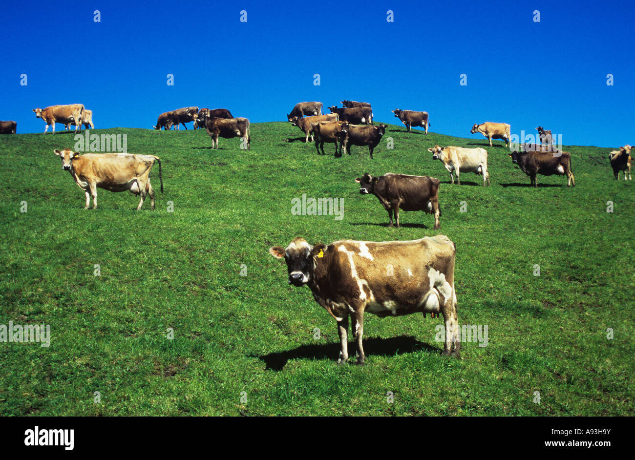 Kühe im Feld auf Hügel Stockfoto