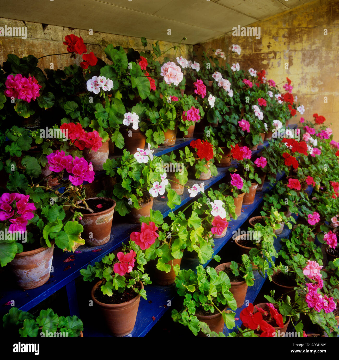 Pelargonien auf der Ausstellung in Terrakotta-Töpfe Englisch Land Garten Topfstall Großbritannien Stockfoto