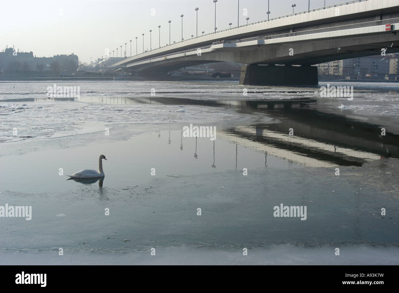 Schwan auf der Donau mit der Reichsbrücke zugefroren Stockfoto