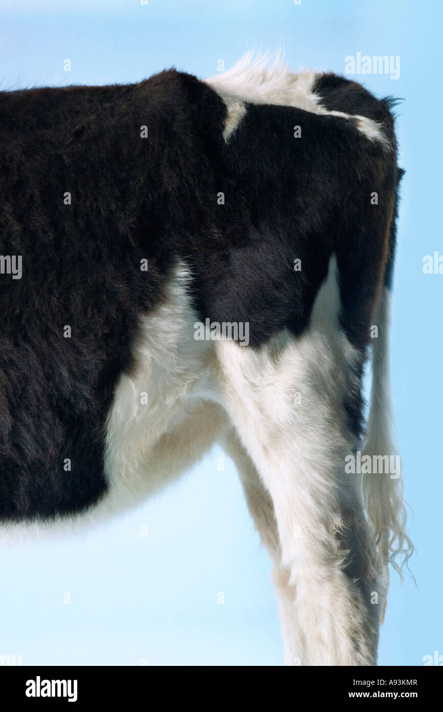 Hinteren Ende der Kuh vor blauem Hintergrund, Seitenansicht Stockfoto