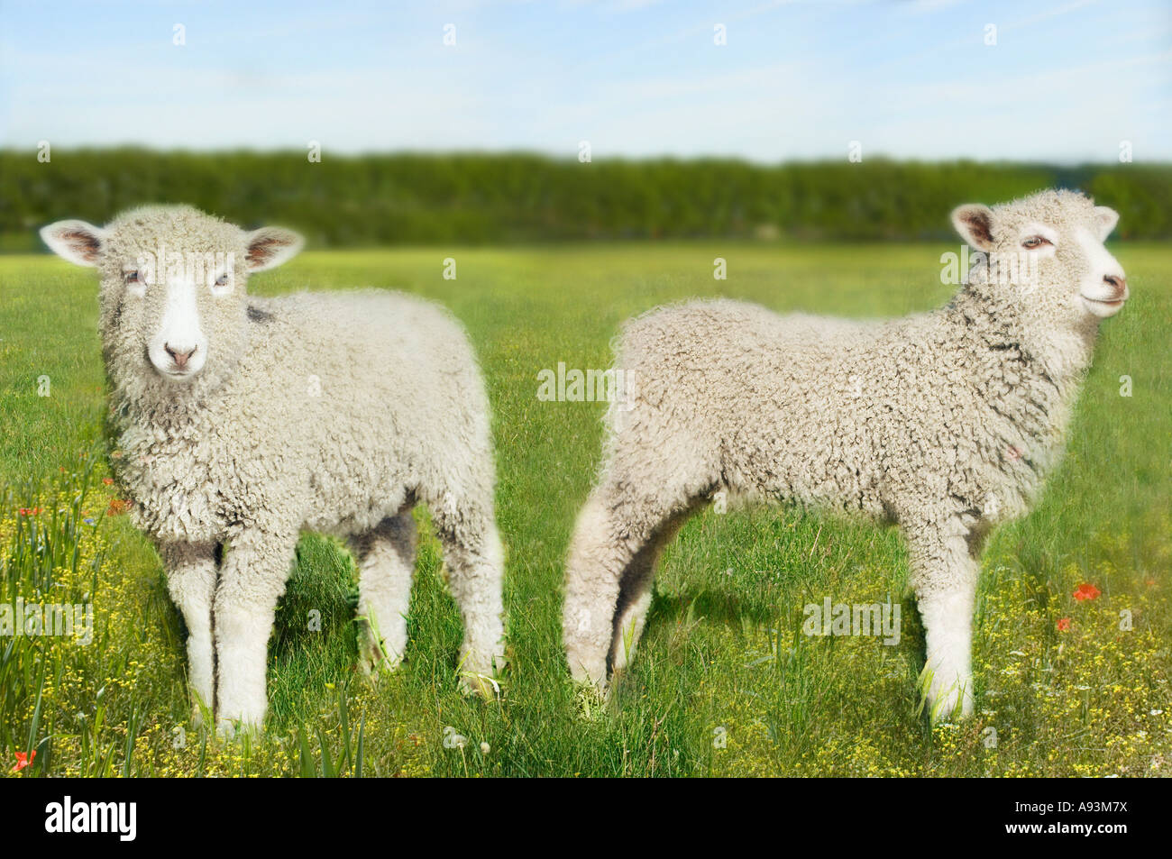 Zwei Lämmer im Feld (digital Composite) Stockfoto