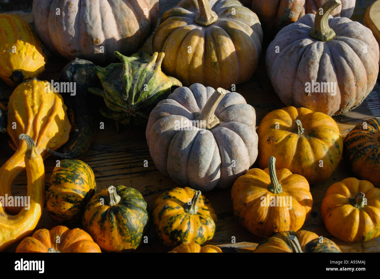 Gruppe von Kürbissen im Herbst präsentiert Stockfoto