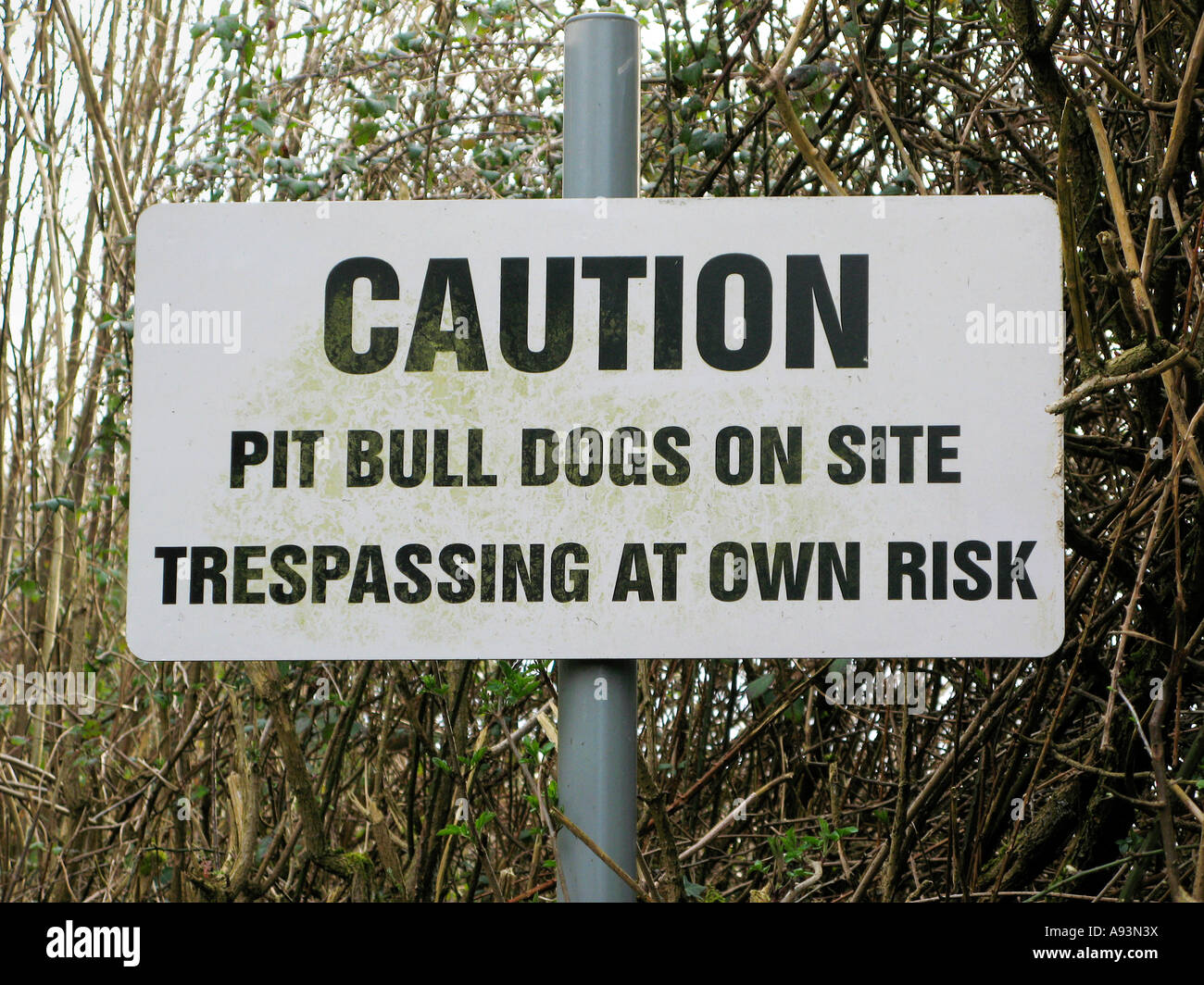 Vorsicht PIT BULL DOGS ON SITE HAUSFRIEDENSBRUCH AT eigene Gefahr Schild am Eingang zum privaten Grundstück in der Nähe von Newport South Wales UK Stockfoto