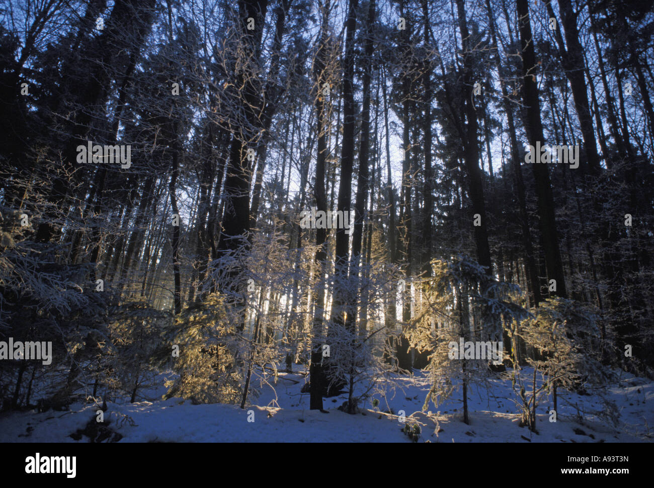 Wald im winter Stockfoto