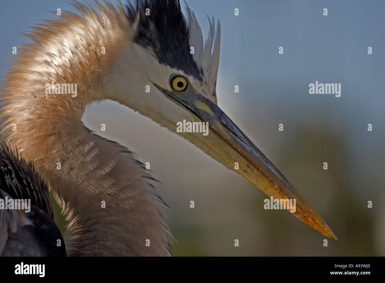 Great Blue Heron in Nahaufnahme Stockfoto