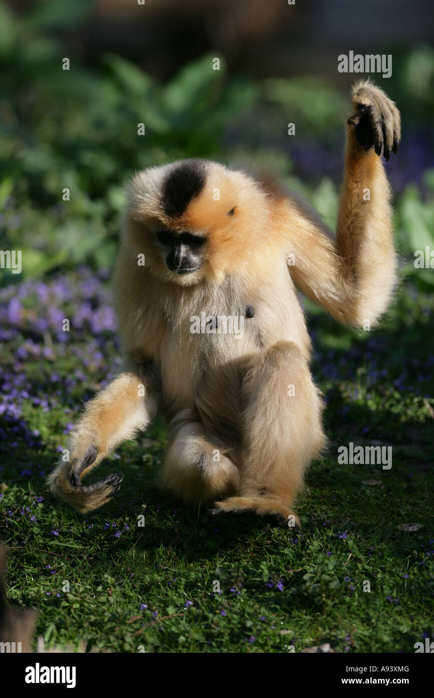 weibliche Gibbon - Hylobates gabriellae Stockfoto