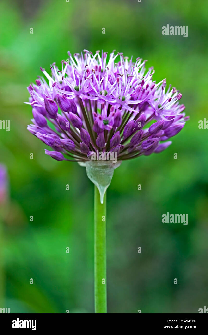 Allium Blumen Stockfoto