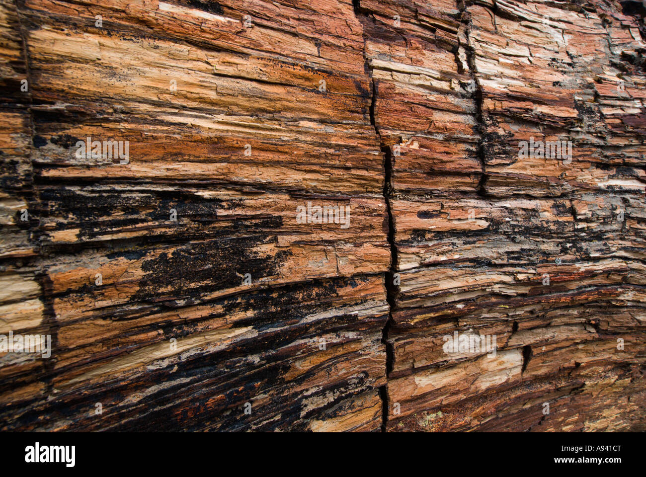 Der versteinerte Wald, Provinz Santa Cruz, Argentinien, Patagonien