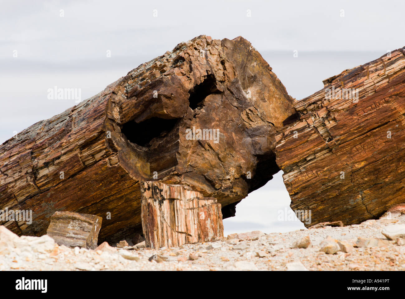 Der versteinerte Wald, Provinz Santa Cruz, Argentinien, Patagonien, Monumento Nacional Bosques Petrificados Stockfoto