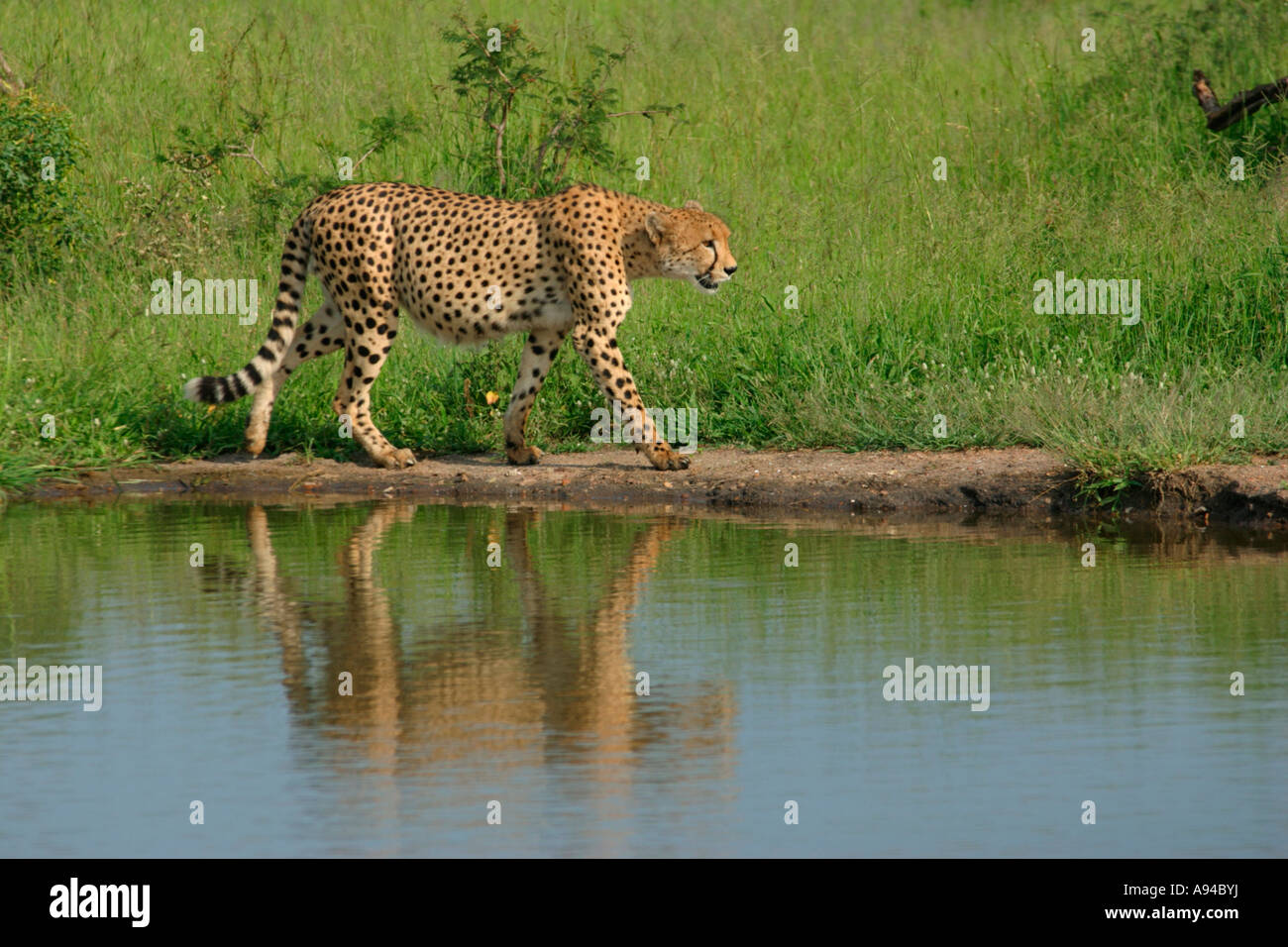 Ein Spaziergang am Rande einer temporären Regen gefüllt Pfanne im Bushveld Singita Gepard Stockfoto