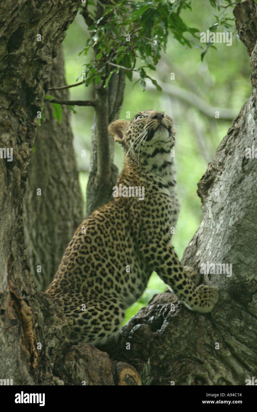 Ein Leopard Cub sitzt in der Gabel eines Baumes auf der Suche nach oben Singita Sabi Sand Game Reserve Mpumalanga in Südafrika Stockfoto