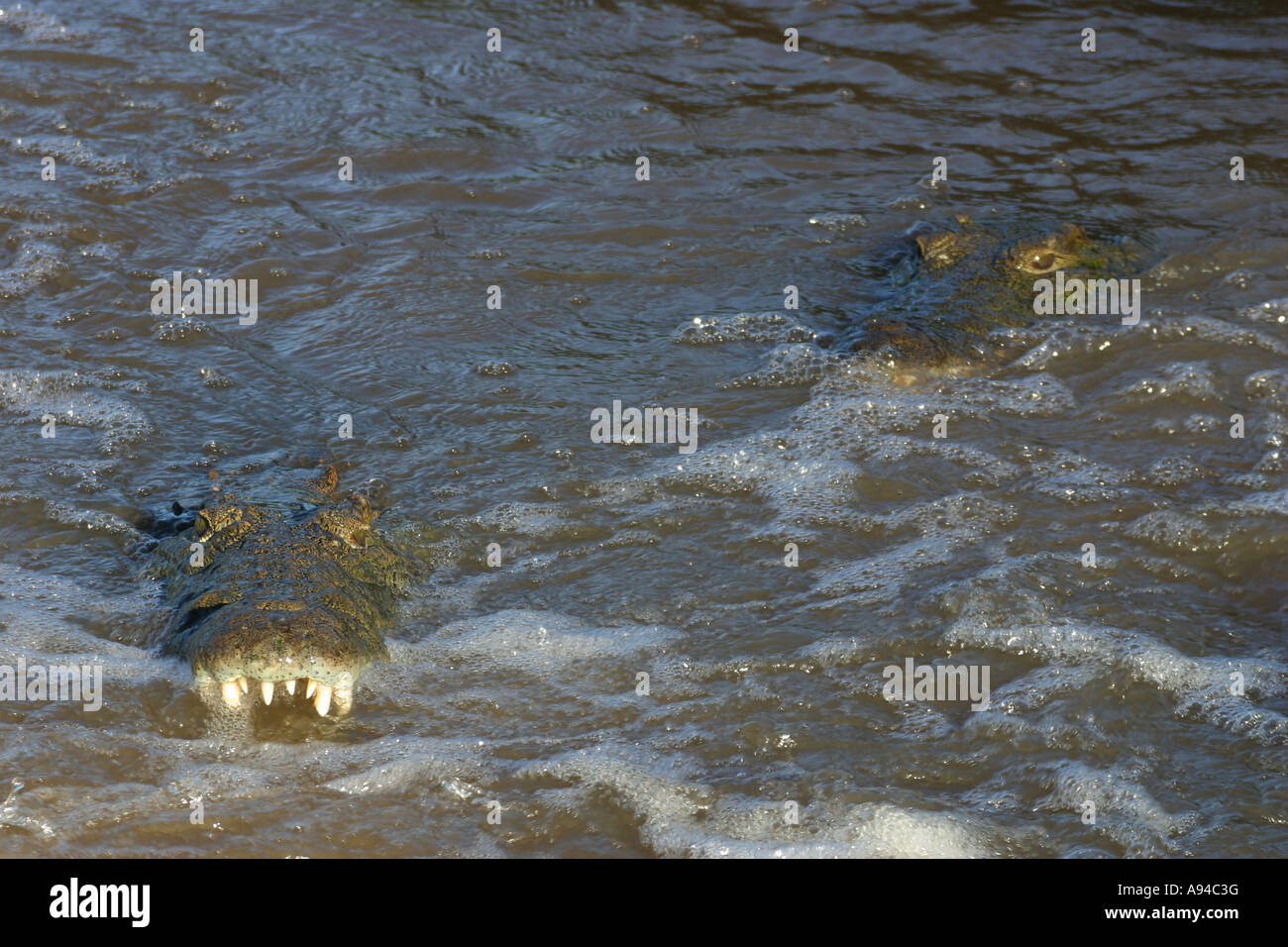 Zwei Nil-Krokodile mit Backen öffnen liegen in Stromschnellen wartet Fische Singita Sabi Sand Game Reserve Mpumalanga in Südafrika Stockfoto