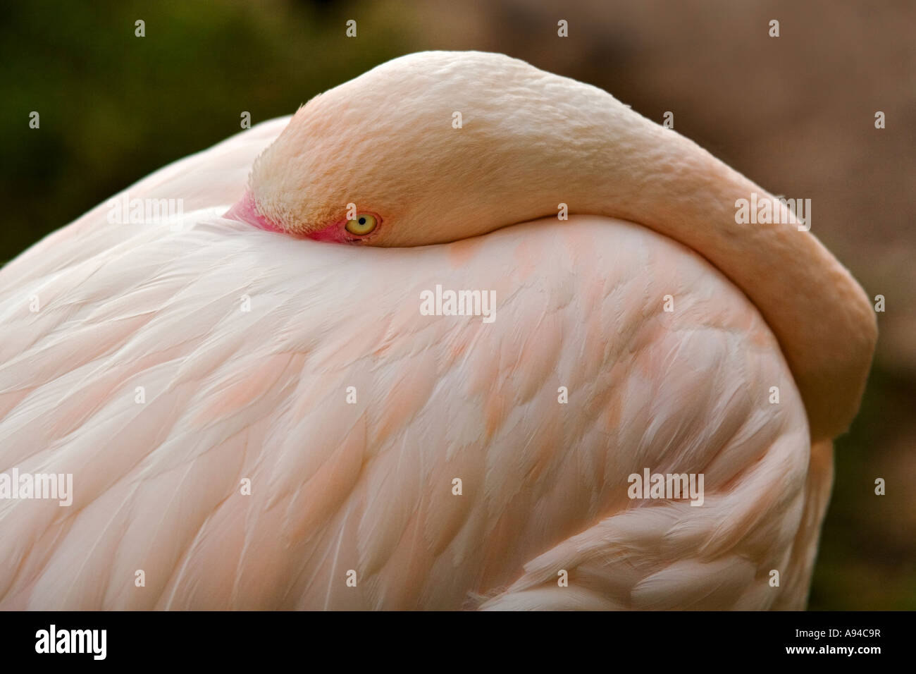 Flamingo mit dem Kopf unter dem Flügel auf der Kango Wildlife Ranch versteckt ruhen Stockfoto