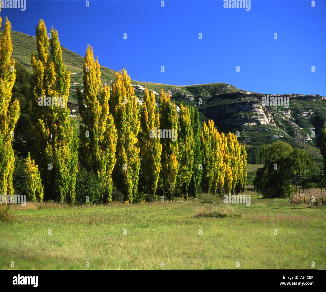 Eine Reihe von Pappeln im Frühherbst in Clarens Eastern Freestate Südafrika Stockfoto