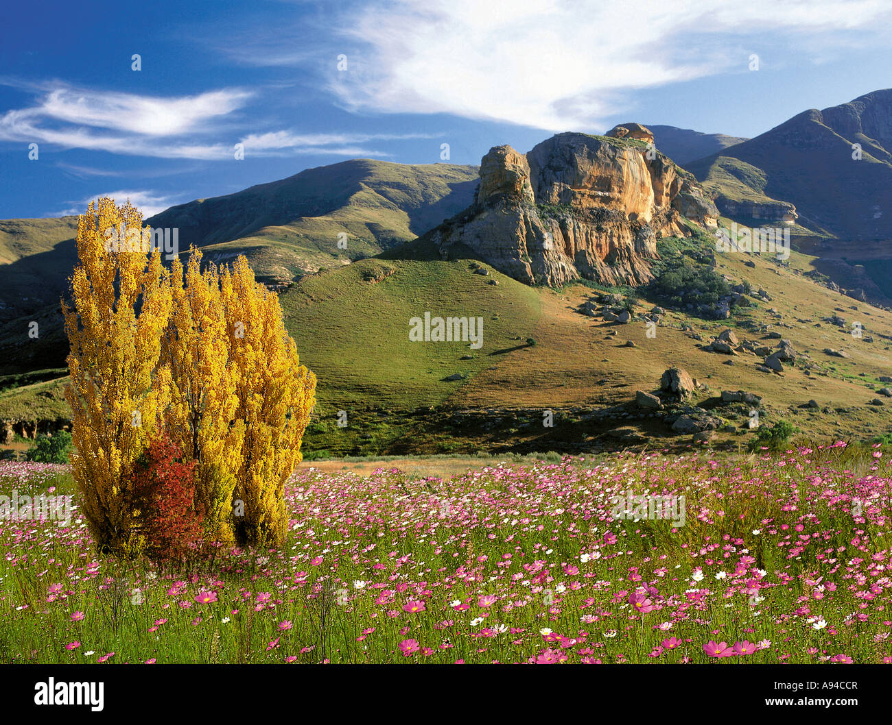 Herbst im Freistaat mit ein Büschel von Pappel Bäume und Cosmos Blumen vor dem Hintergrund der Sandsteinfelsen Südafrika Stockfoto