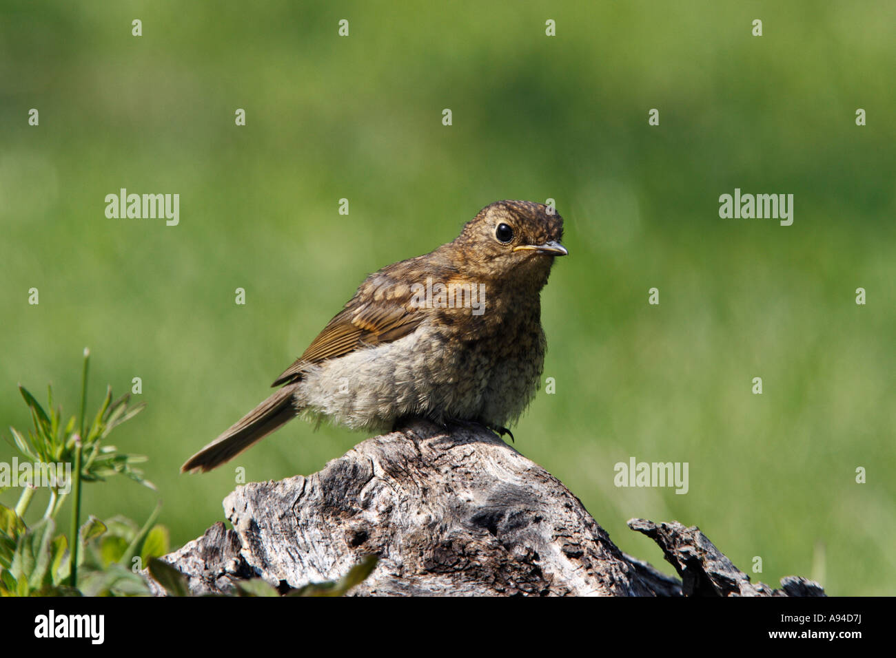 Young Robin Erithacus Rubecula saß auf Login-Sonne mit schöner aus Fokus Hintergrund Potton bedfordshire Stockfoto