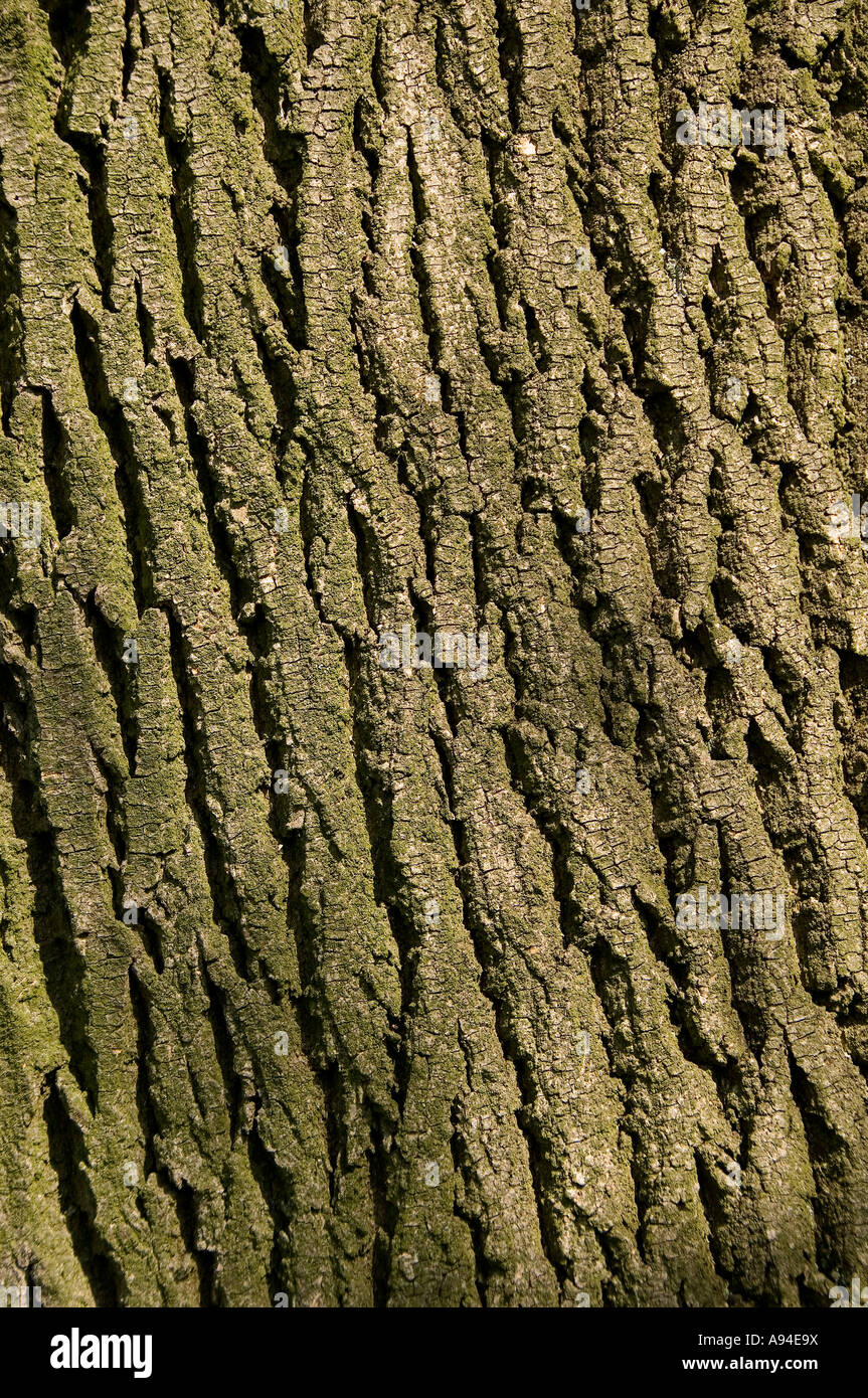 Nahaufnahme von Bark der Esche fraxinus excelsior Stockfoto