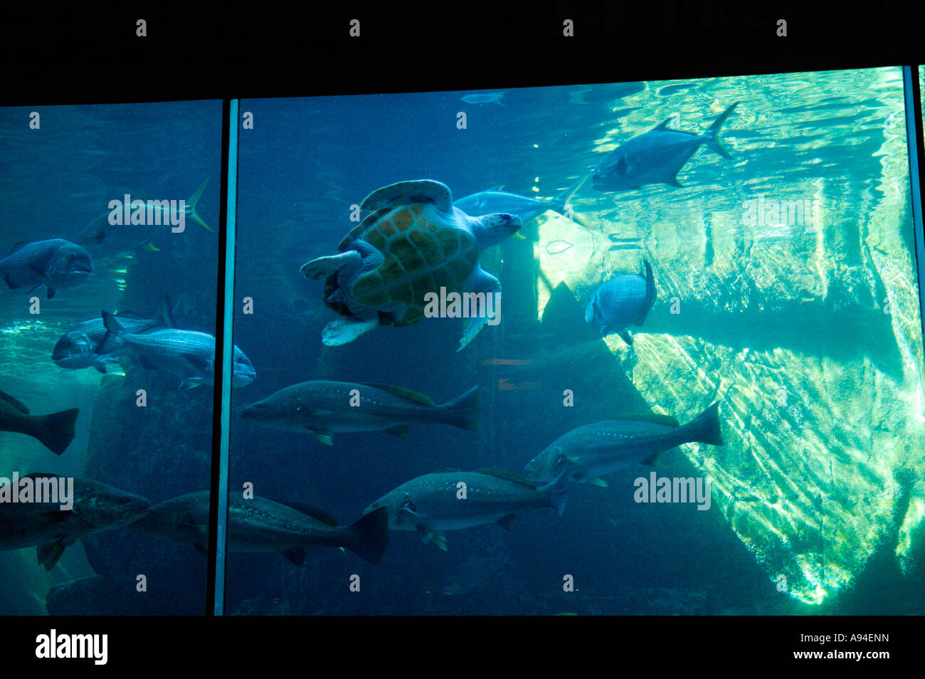 Schildkröten und Fische in einem großen Becken im Aquarium in Kapstadt Western Cape Südafrika Stockfoto