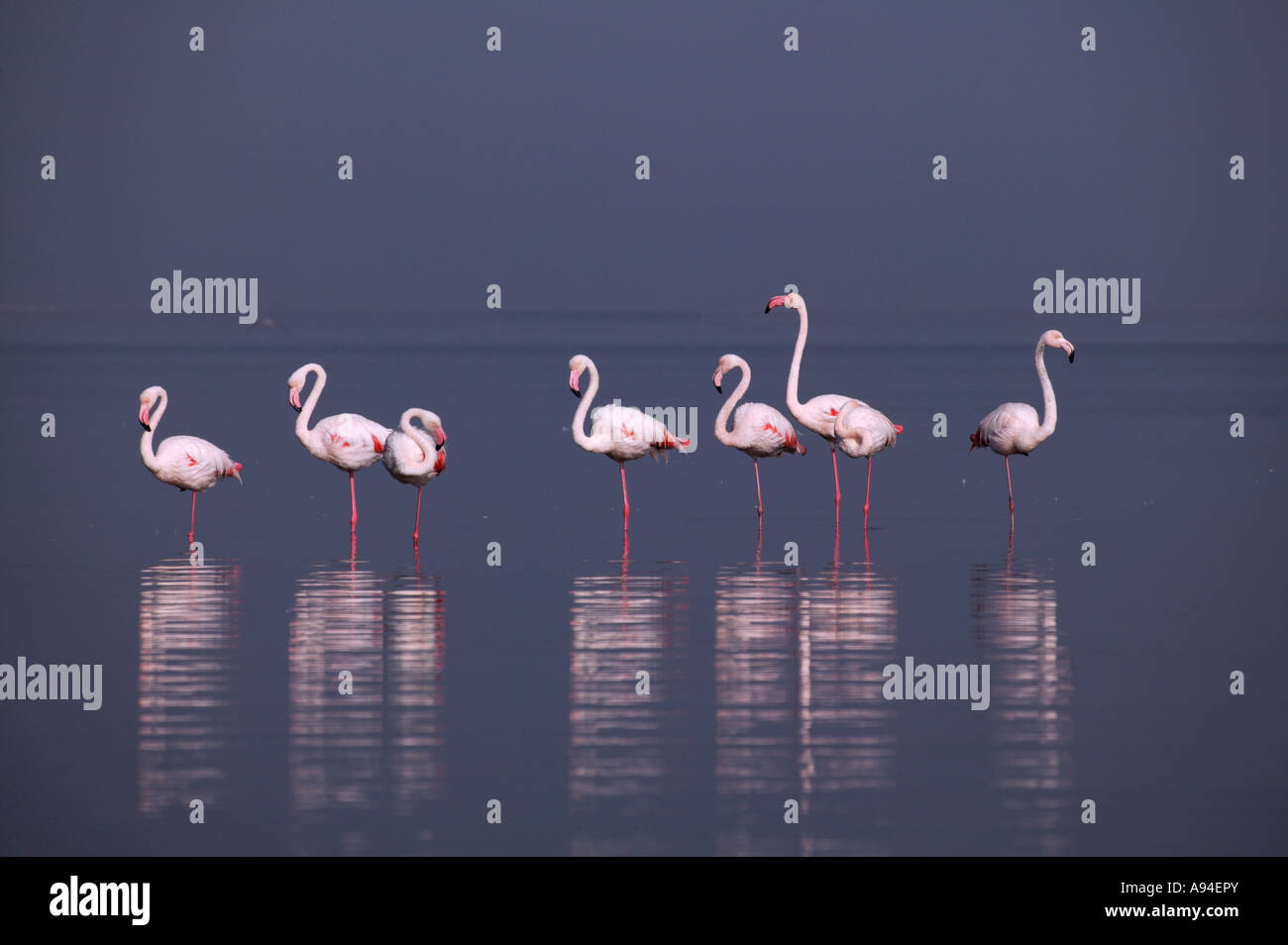 Gruppe von Flamingos spiegelt sich im Wasser Walvis Bay Lagune Namibia Stockfoto