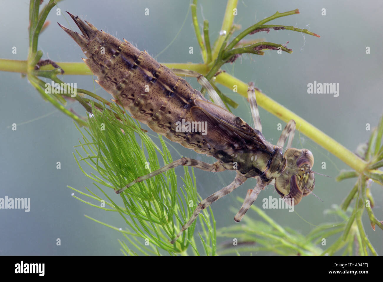 Südlichen Hawker Libelle Aeshna Cyanea Larve im Gartenteich Gamlingay cambs Stockfoto