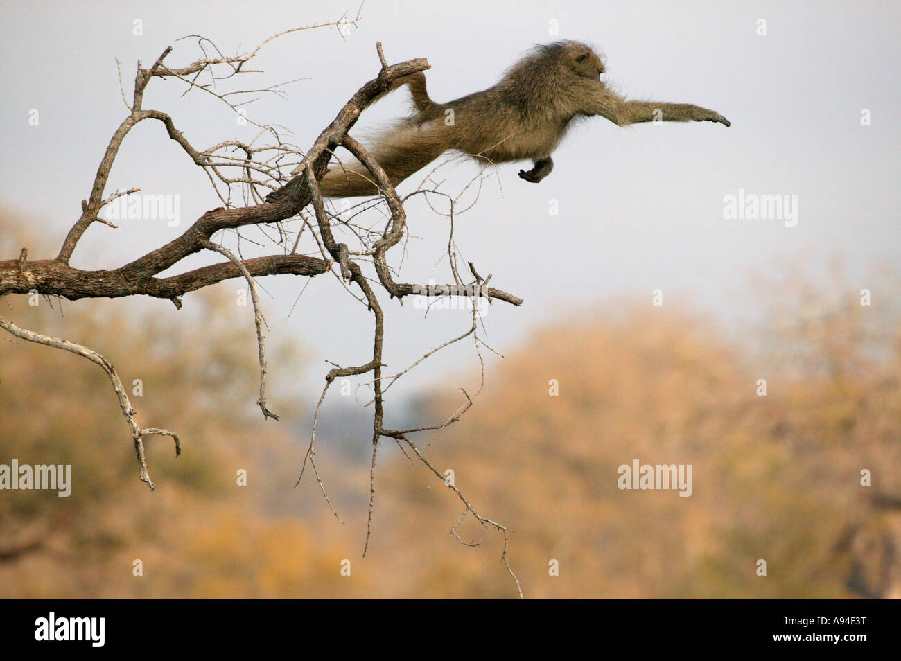Ein Chacma Pavian sprang aus dem Ast eines Baumes Sabi Sand Game Reserve Mpumalanga in Südafrika Stockfoto