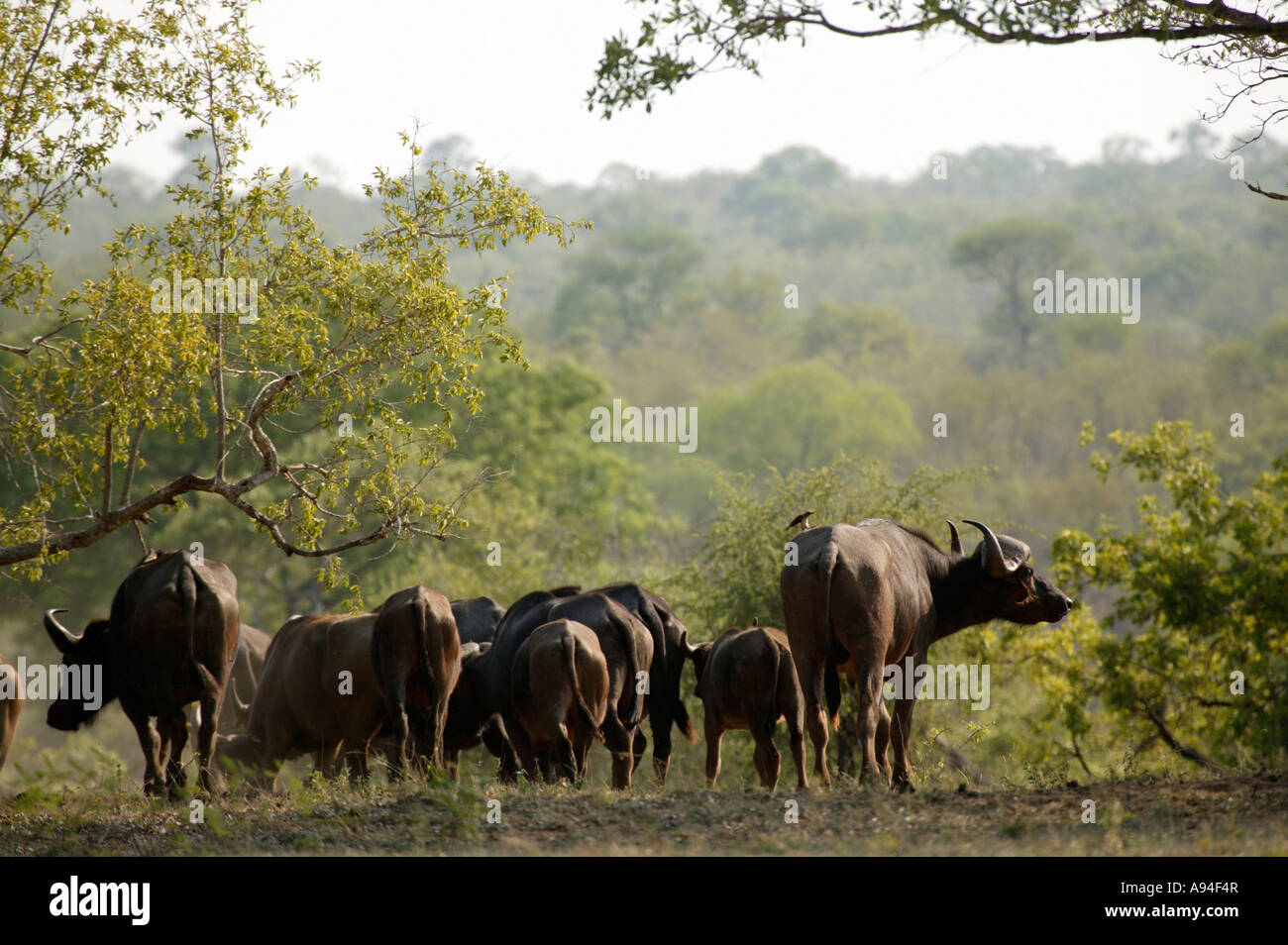 Büffel Herde in Bewegung durch ein Waldstück Sabi Sand Game Reserve Mpumalanga in Südafrika Stockfoto
