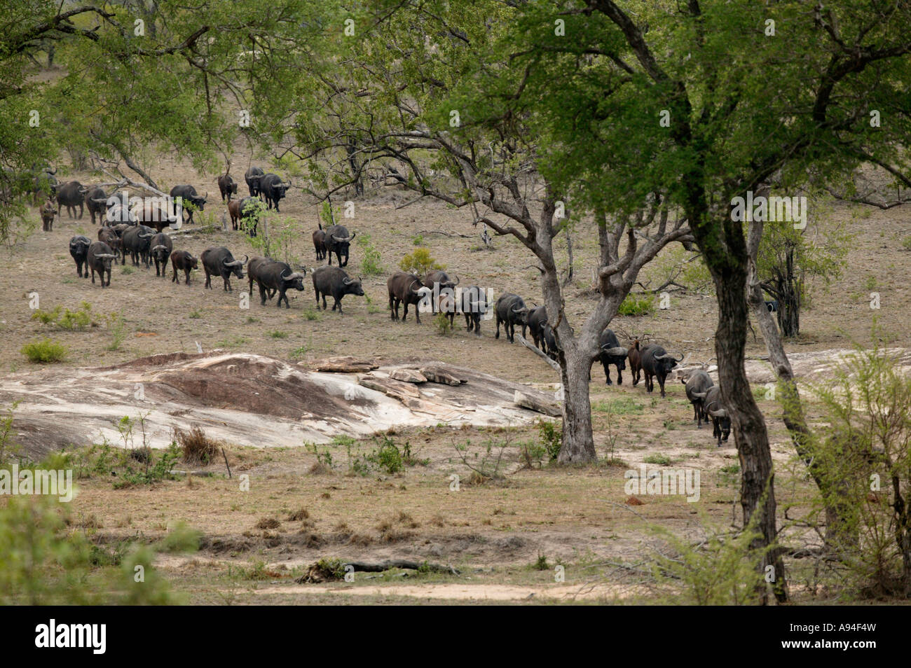 Büffel Herde in Bewegung durch bewaldetes Gebiet bewegt sich in langen Reihen Sabi Sand Game Reserve Mpumalanga in Südafrika Stockfoto