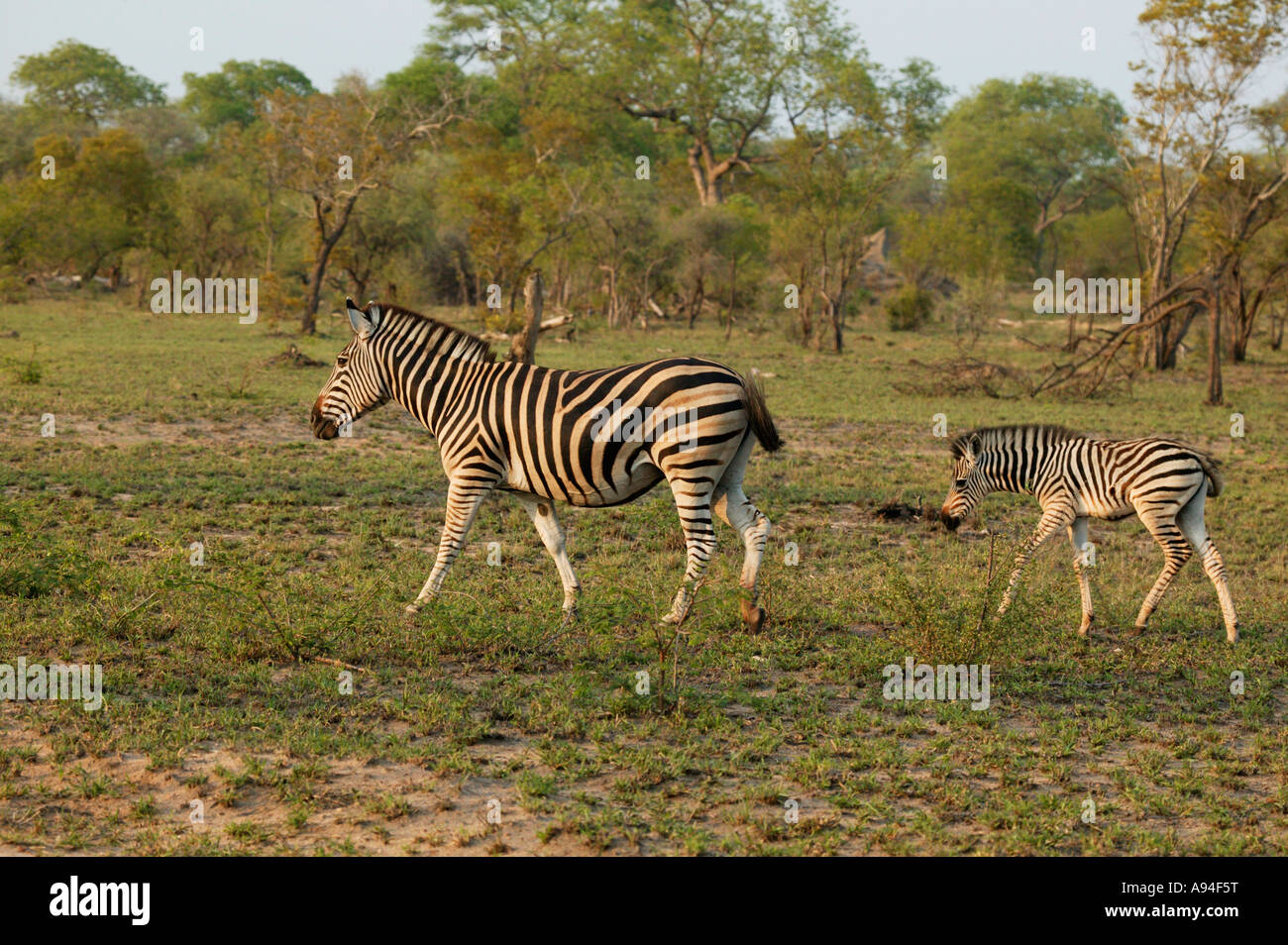 Zebra und Fohlen in Bewegung durch ein Waldstück Sabi Sand Game Reserve Mpumalanga in Südafrika Stockfoto
