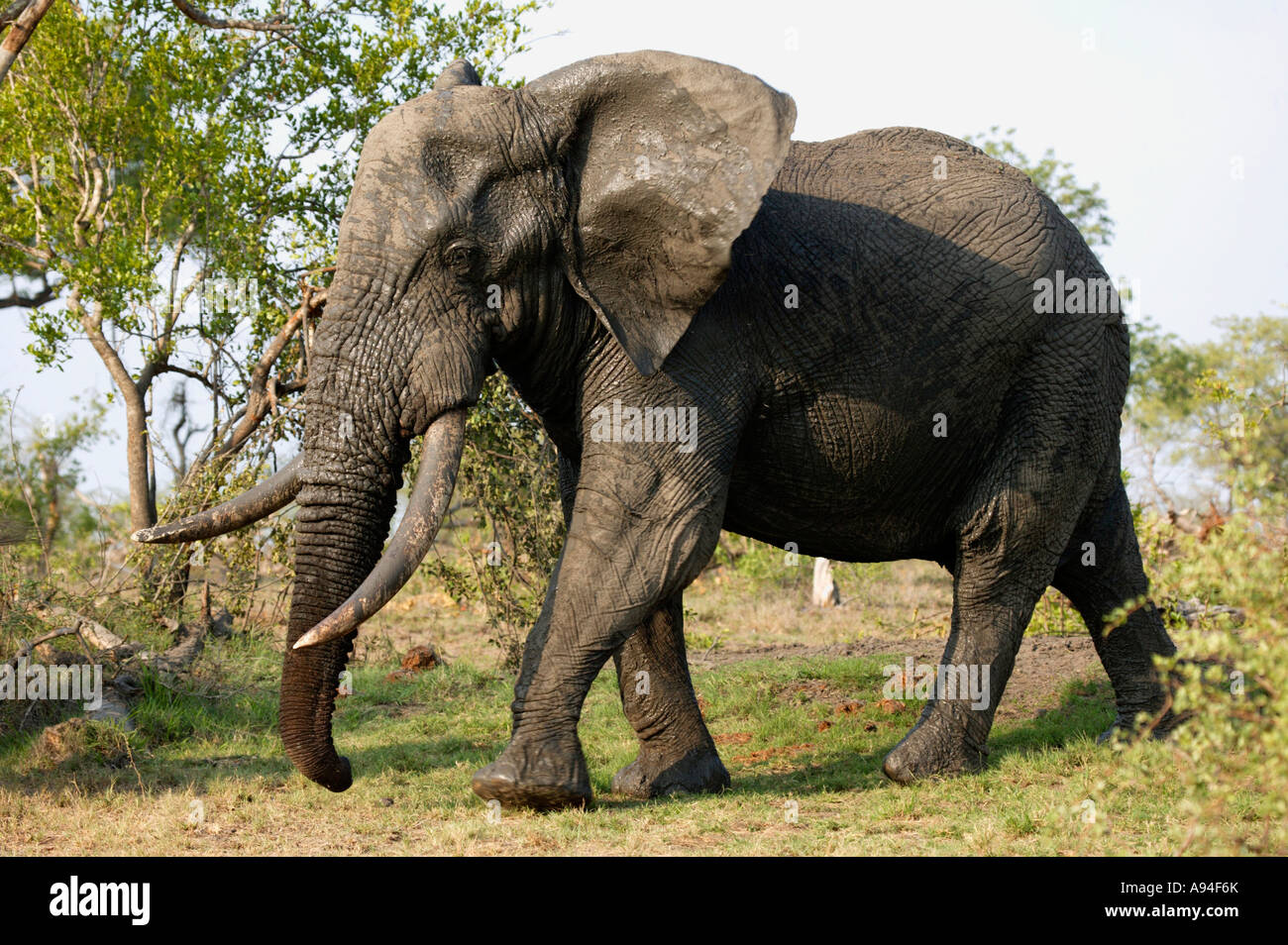 Seitenansicht eines afrikanischen Elefanten-Bullen mit großen Stoßzähnen Sabi Sand Game Reserve Mpumalanga in Südafrika unterwegs Stockfoto