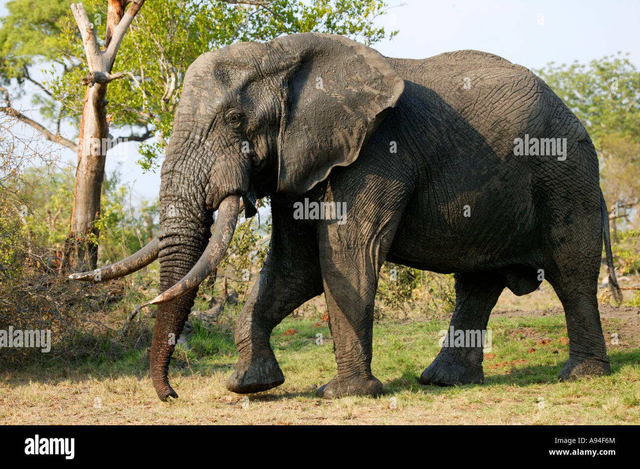 Seitenansicht des Elefantenbullen unterwegs Sabi Sand Game Reserve Mpumalanga in Südafrika Stockfoto
