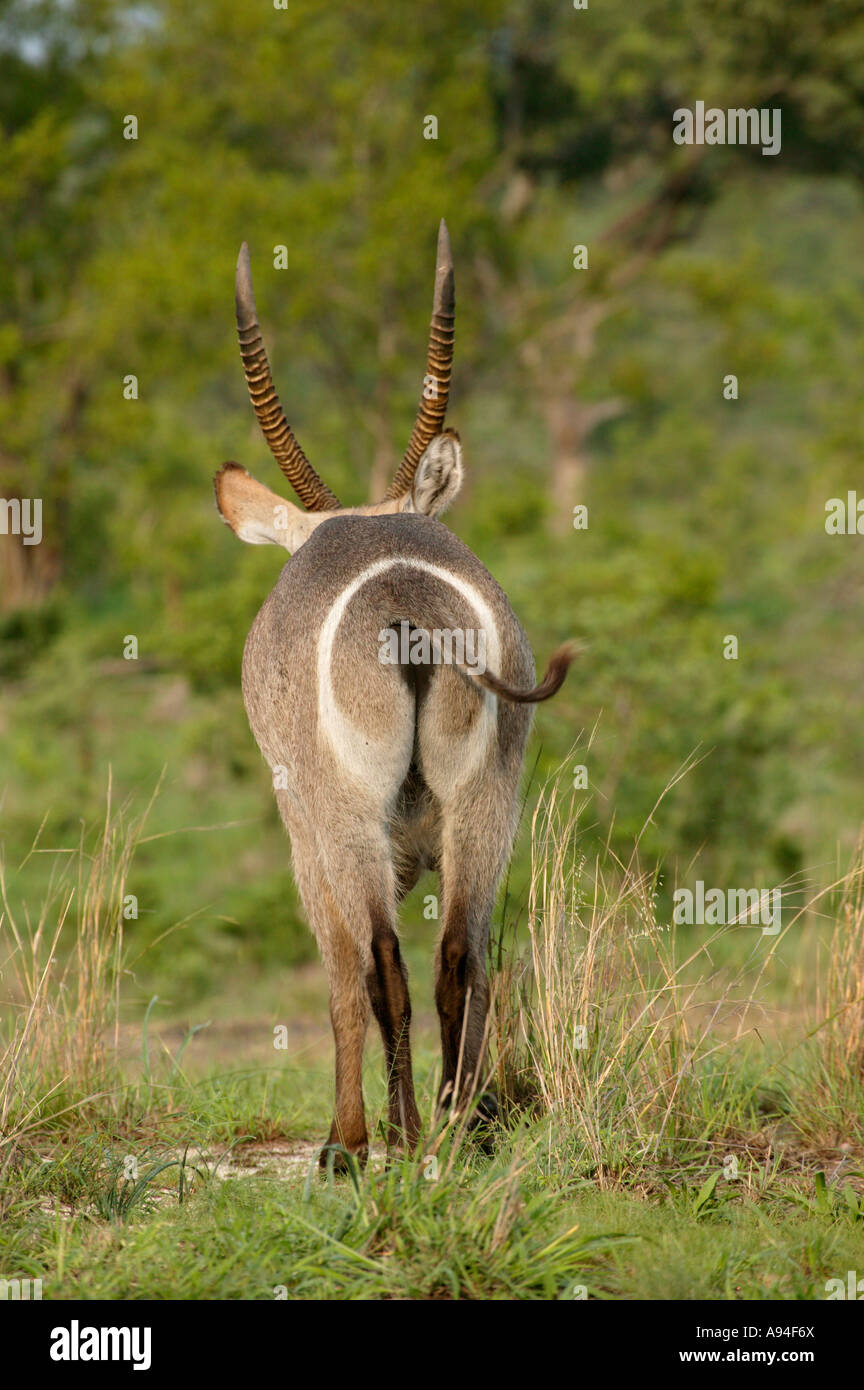 Wasserbock ram Rückansicht zeigt die diagnostischen weißen Ring um den Hintern Sabi Sand Game Reserve Mpumalanga in Südafrika Stockfoto