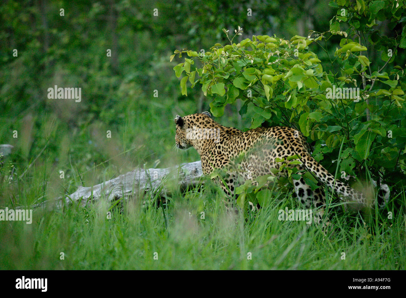 Leopard stehen unter einem kleinen Baum in einer üppigen grünen Umgebung starrte unverwandt nach vorne beim stalking ein duiker Stockfoto